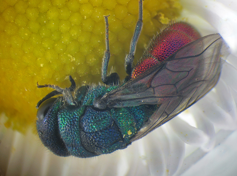 Chrysididae: maschio di Hedychrum nobile